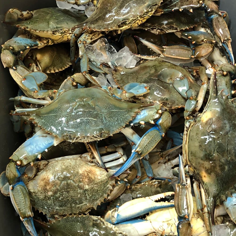 1 dozen of Live Blue Crabs size number 1