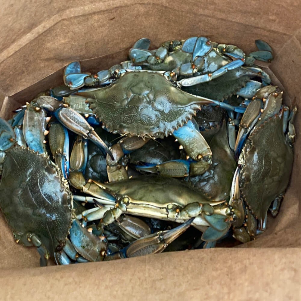 1 dozen of Live Blue Crabs size number 2