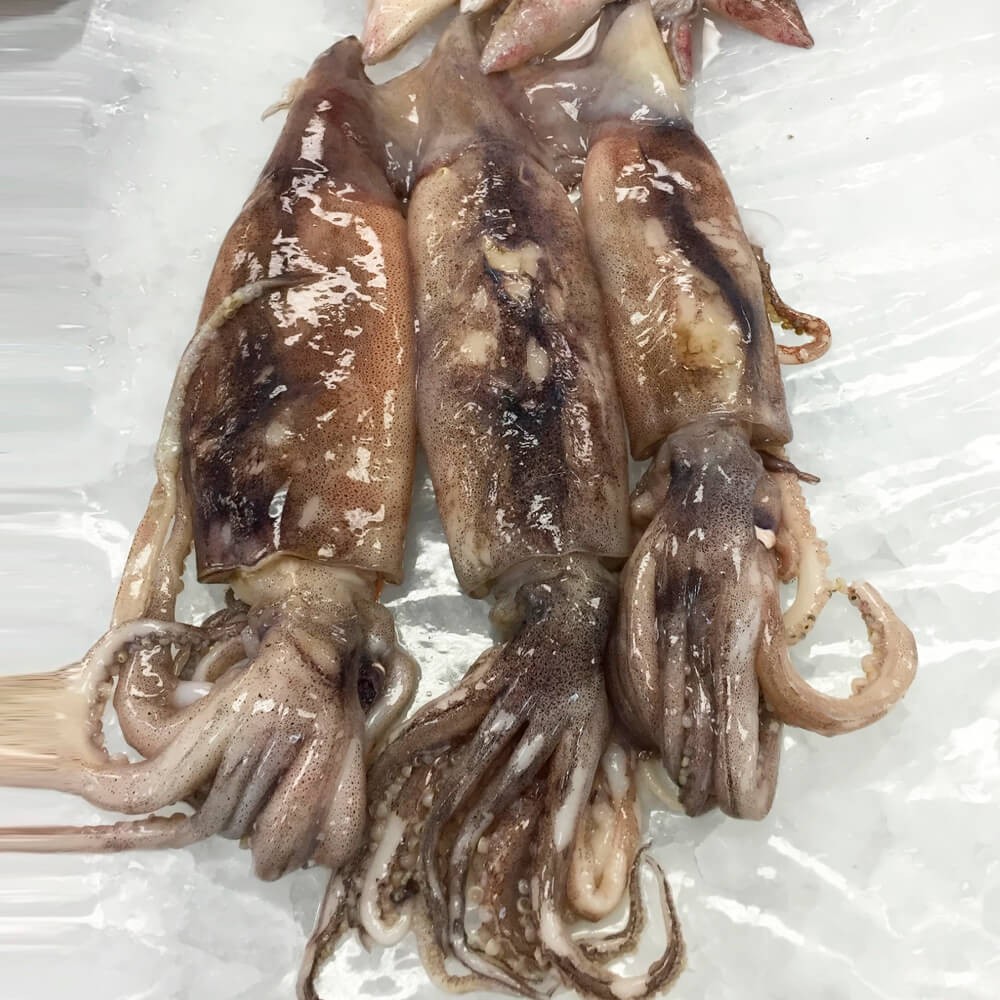 Fresh Whole squid Calamari