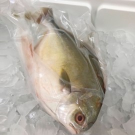 Florida Pompano Whole Fish