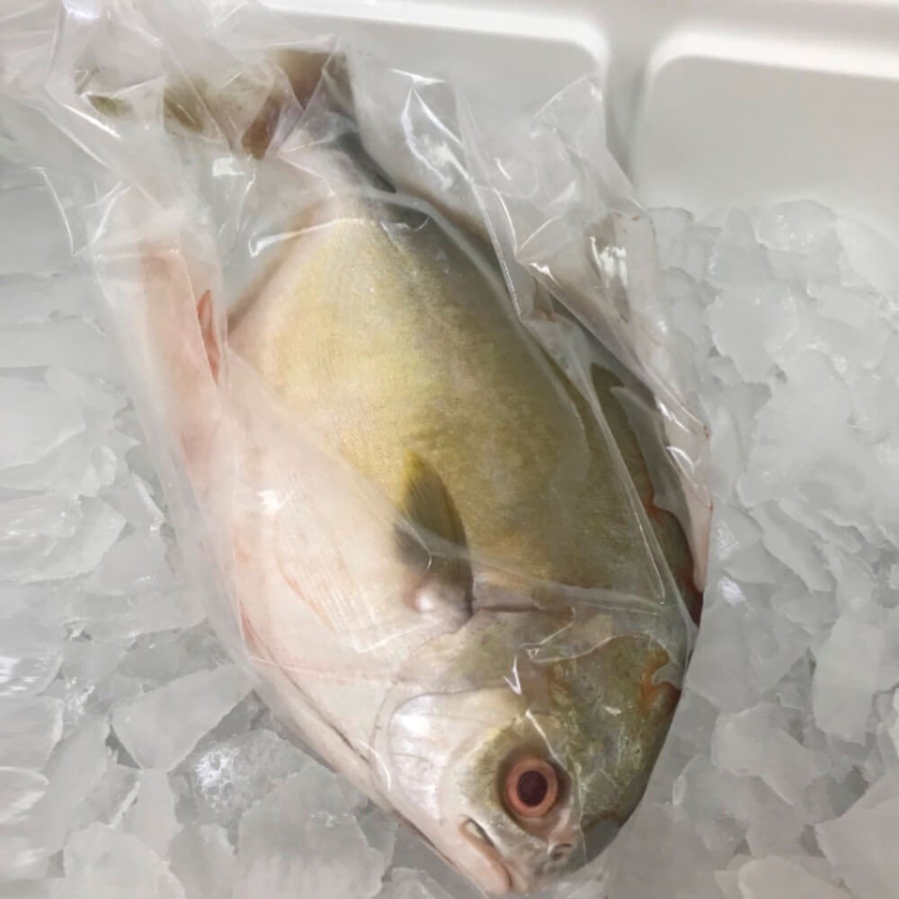 Fresh Florida Pompano Whole Fish Cleaned Pack Of 2 The Shrimp Net