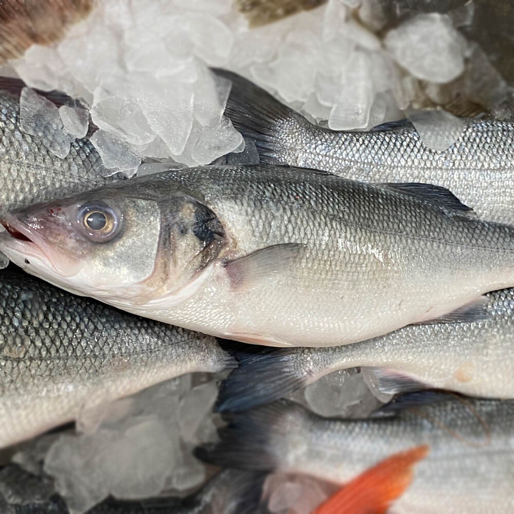 Fresh Branzino Sea Bass Whole or Fillet The Shrimp Net Fish Fresh
