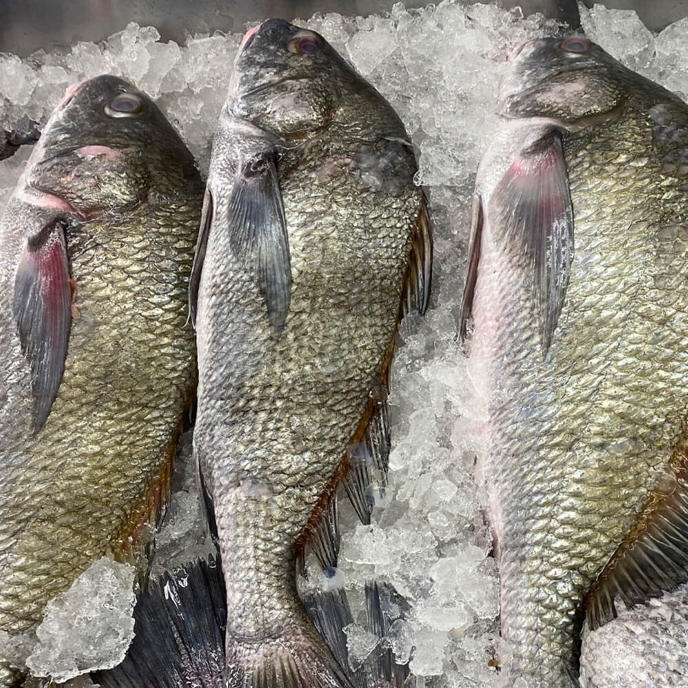 Šviežia Black Drum Fish – visa arba filėŠviežia Black Drum Fish – visa arba filė  