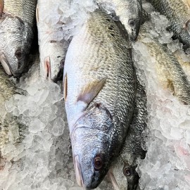 Fresh Red Drum Fish - Whole or Fillet