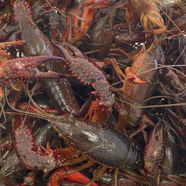 Saco de 30 libras de crawfish vivos grandes