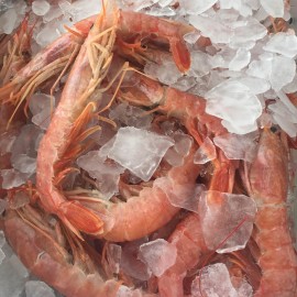 Royal Red Shrimp - Langostinos