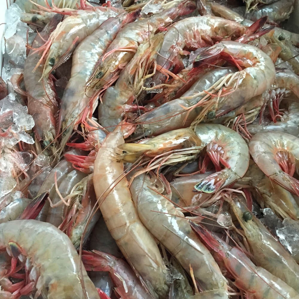 Large size gulf shrimp