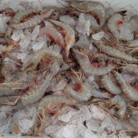 Medium size gulf shrimp