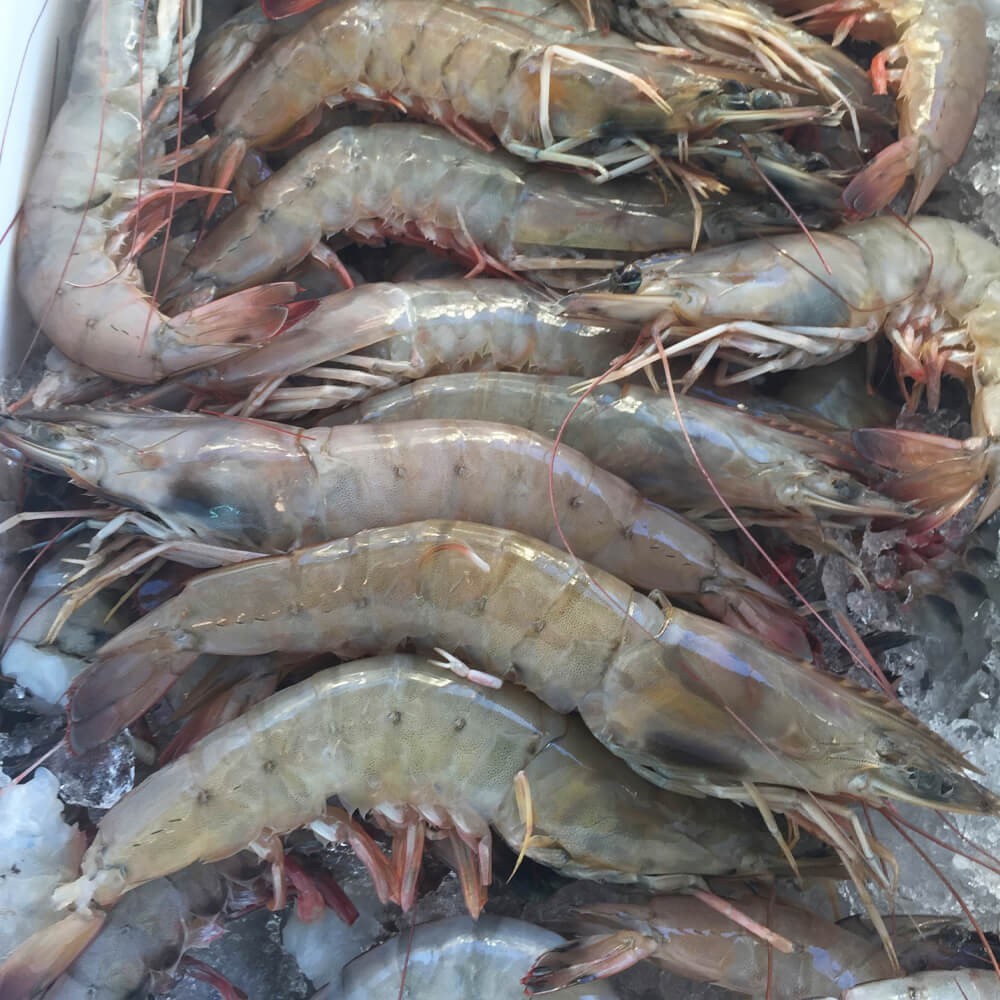 Jumbo size wild caught gulf shrimp U-12  The Shrimp Net Fish Fresh Seafood  Market Houston