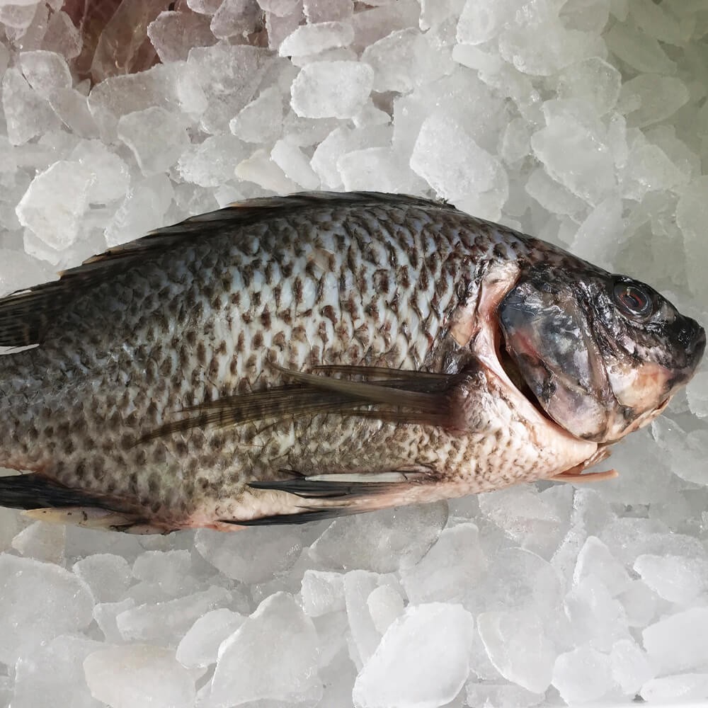 Tilapia Whole Fish 2-pack Cleaned and Descaled