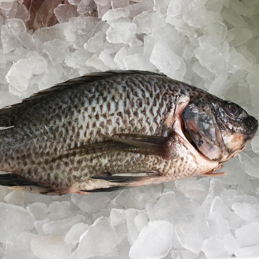 Clean whole tilapia