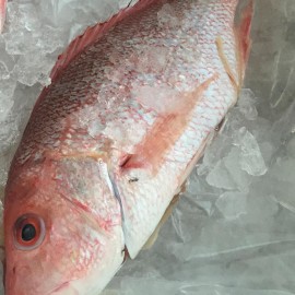 Red Snapper Whole Fish