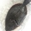 Flounder Whole Fresh Fish 2-Pack. cleaned and descaled