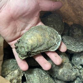 Fresh Oysters In The Shell Small Sack