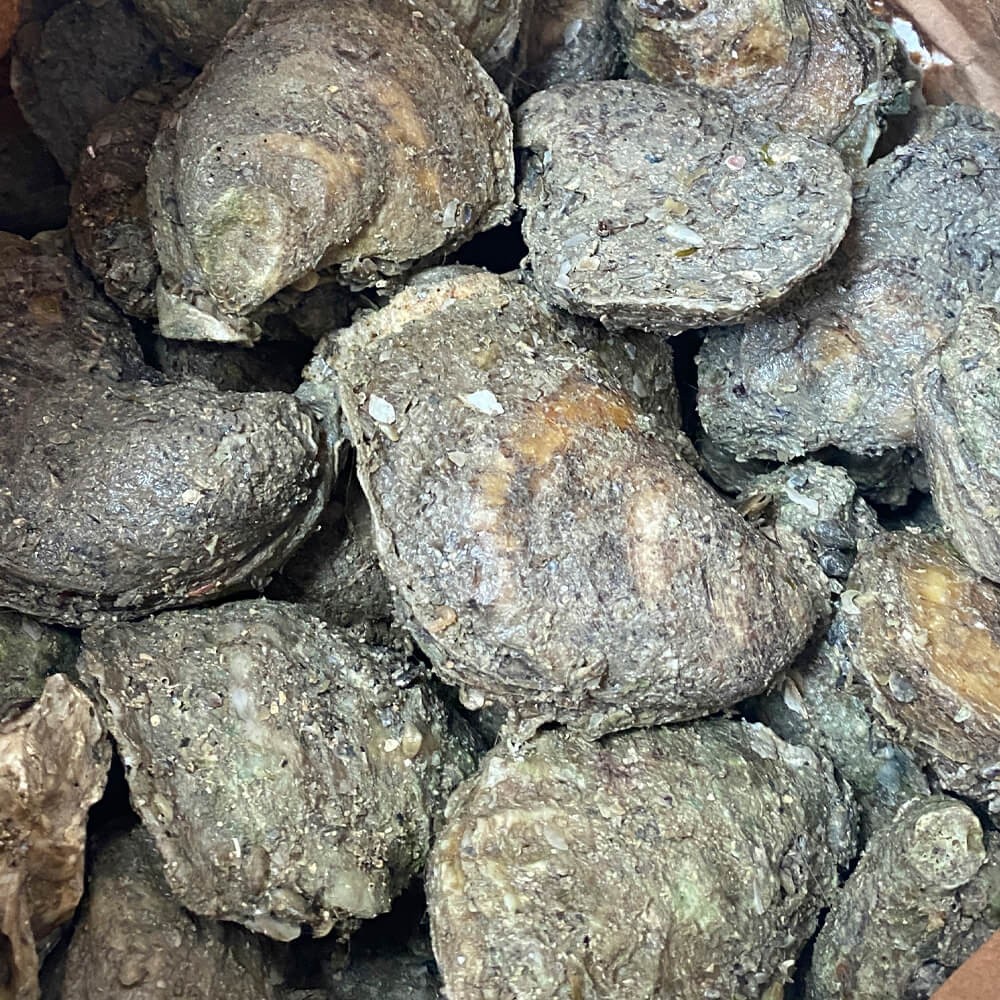 Live Oysters In The Shell Small Sack