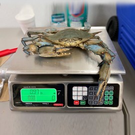 Large size number 2 live blue crabs