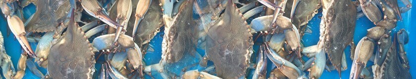 Snow Crabs, King Crabs, Dungeness Crabs and Blue Crabs